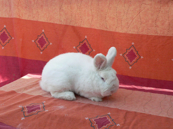 n mascul 3