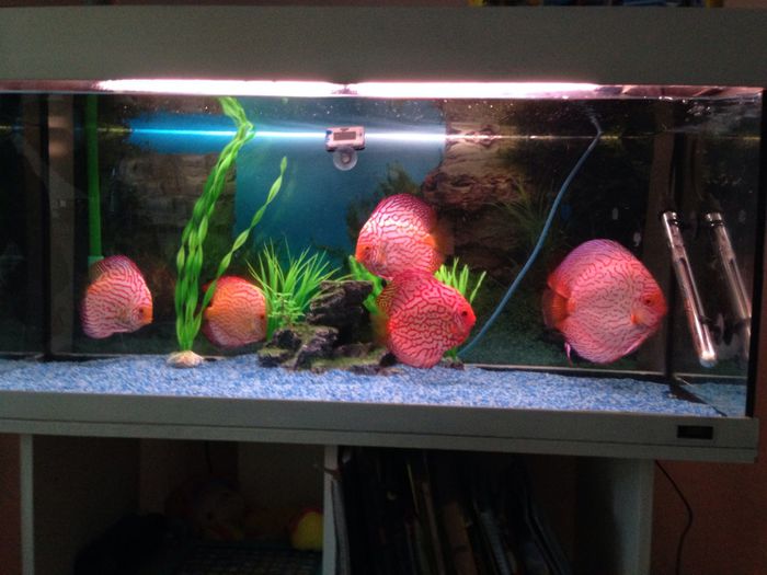 image - Discus fish