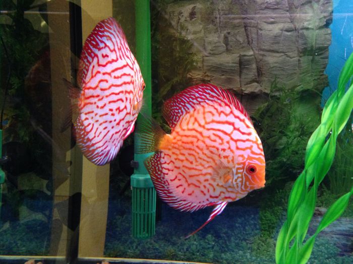 image - Discus fish