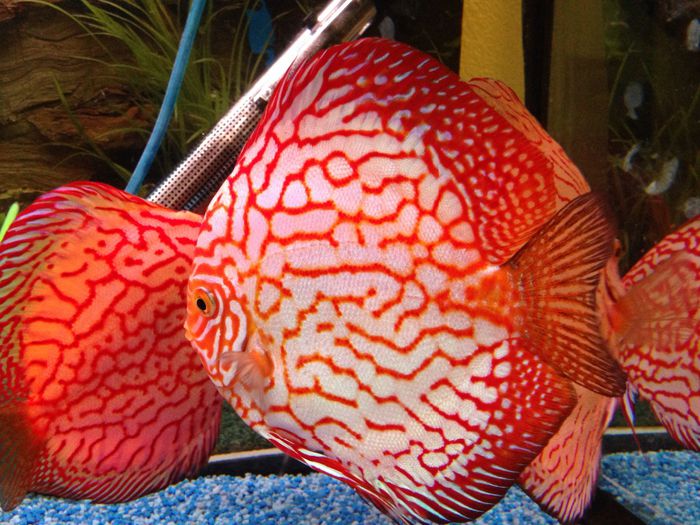 image - Discus fish