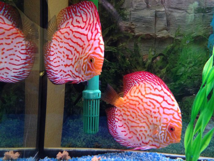 image - Discus fish