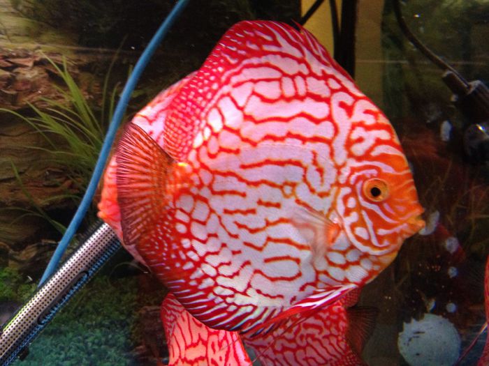 image - Discus fish