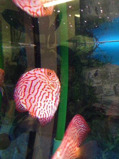 image - Discus fish