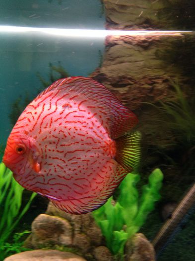 image - Discus fish