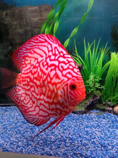 image - Discus fish