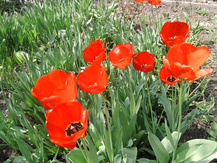 2010 - wGradina de altadata 2007_2011