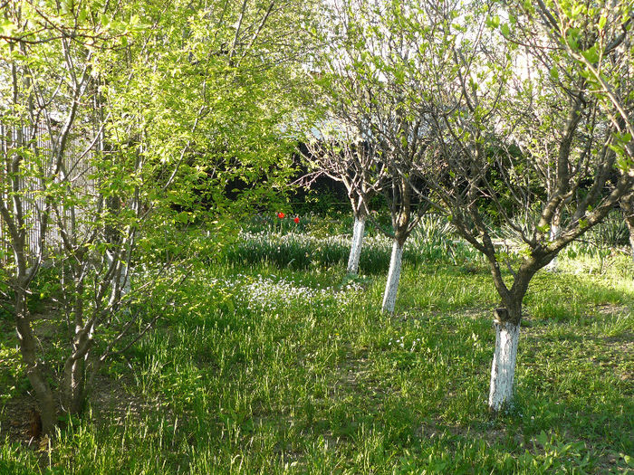 Livada de altadata_2011 - wGradina de altadata 2007_2011