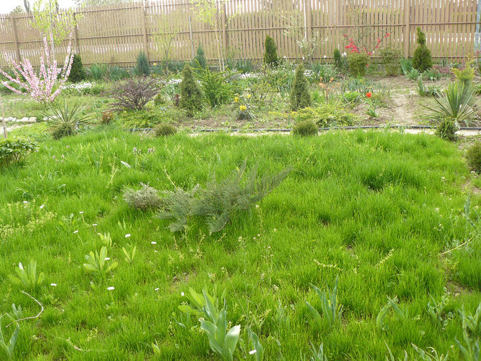 Gazonul in primul an_2013 - wGradina verde 2013