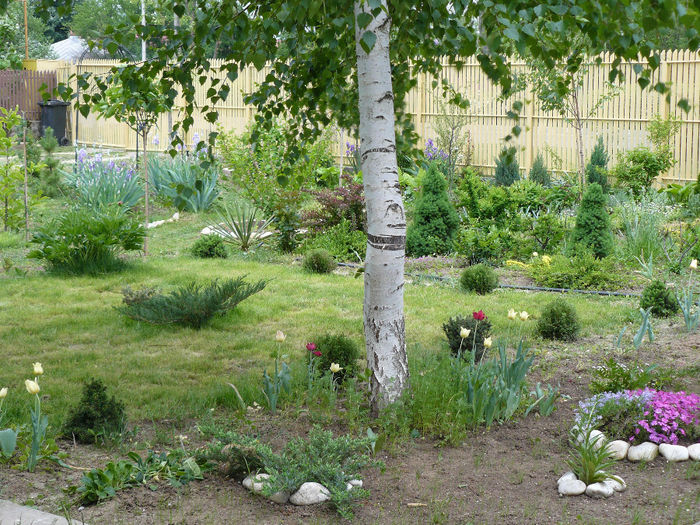 2013; La umbra mesteacanului...
