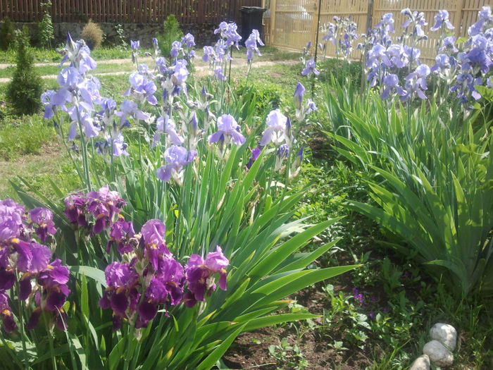 Stanjeneii_Orhideea romaneasca_2013; Atat de nepretentiosi si atat de frumosi. Ii recomand pentru orice coltisor de gradina.
