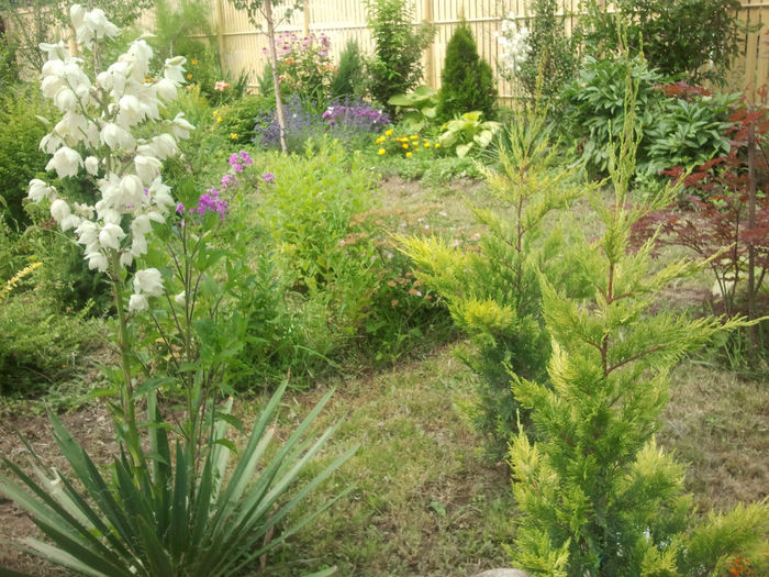 Chiparosii Leylandi_2013; Ca niste braduti dar cu foliaj de tuia, in 2013 au fost cei mai doriti.
