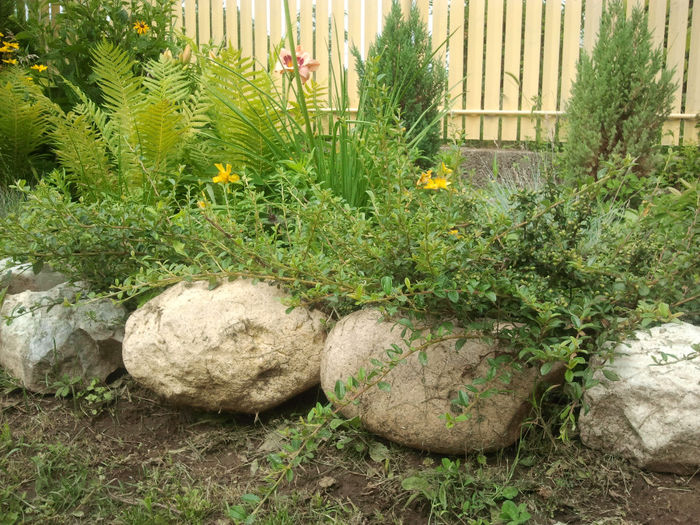 Cotoneasterul pe pietrele Ariesului_2013; Cotoneasterul este o planta care iarna are bobite rosii si frunze verzi.Ca sa nu impanzeasca toata gradina l-am pus intre pietre.
