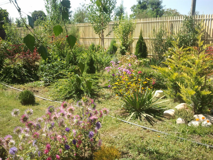 Arsita verii_2013; Caldura mare...
