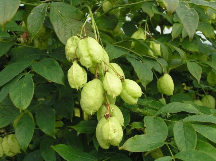 Staphylea-pinnata - a-alte seminte rare