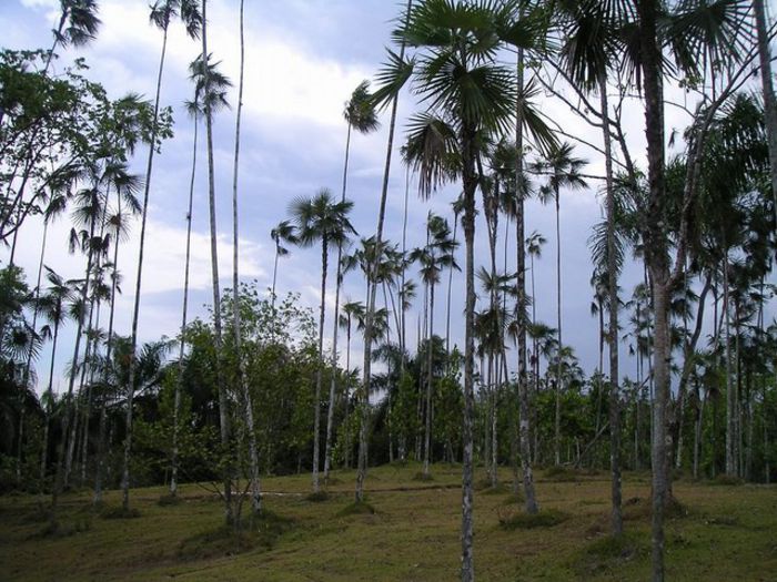 Coccothrinax argentea - a-alte seminte rare