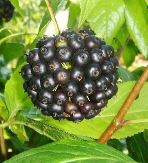 eleutherococcus senticosus. - 2-de vanzare 2019-2020-SEMINTE IERBURI FOLOSITOARE SI PLANTE MEDICINALE RARE