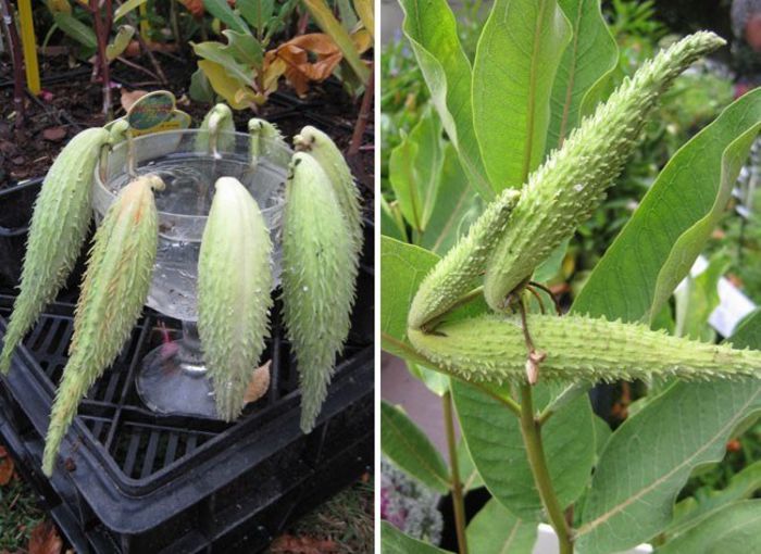 Asclepias syriaca - a-alte seminte rare