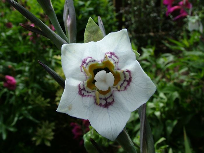 Codonopsis clematidea - a-alte seminte rare