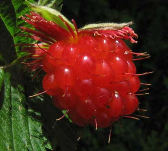 Rubus-spectabilis - a-alte seminte rare