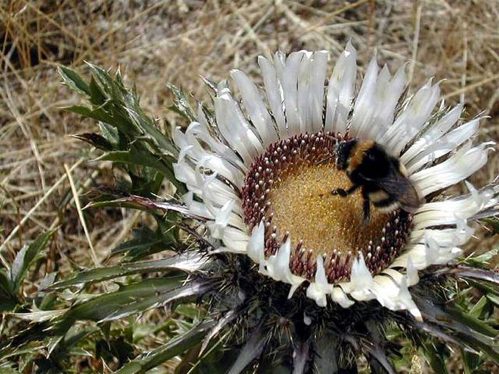 Carlina-acaulis - a-alte seminte rare