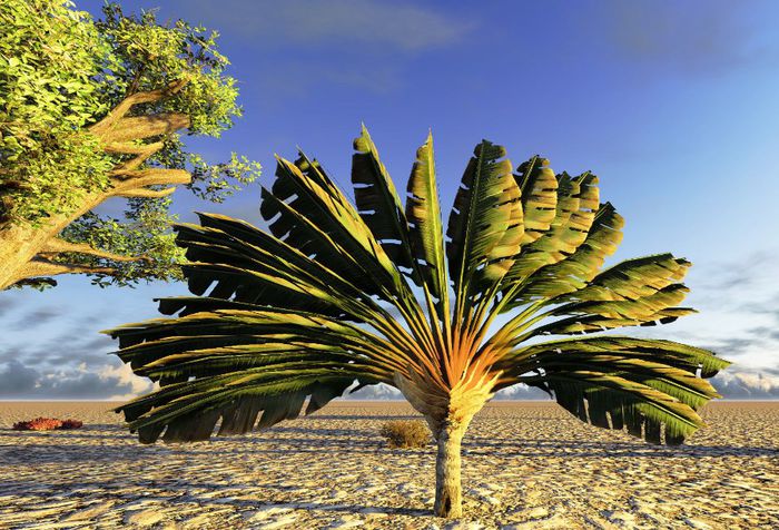 ravenela madagascariensis - a-alte seminte rare
