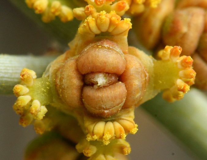 Ephedra nevadensis - a-alte seminte rare
