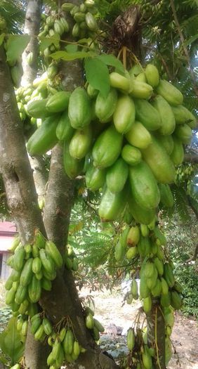 Averrrhoa bilimbi - a-alte seminte rare
