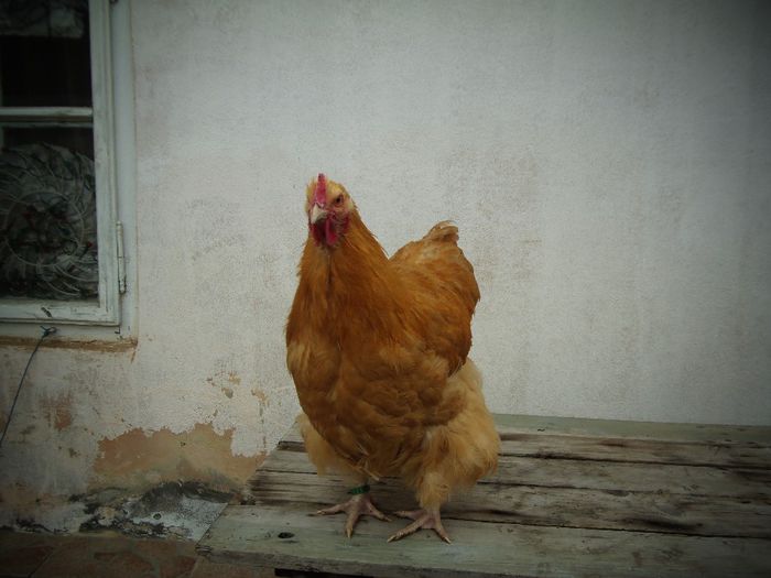 P1050040 - Orpington Galben