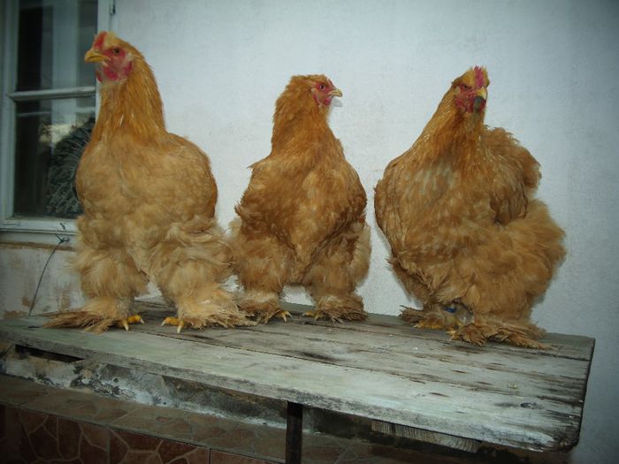 P1050054 - Cochina Galben