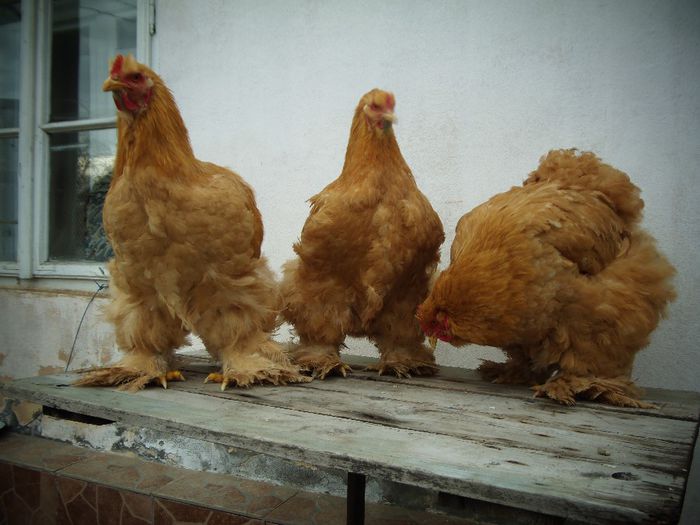 P1050055 - Cochina Galben