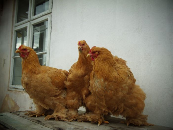 P1050058 - Cochina Galben