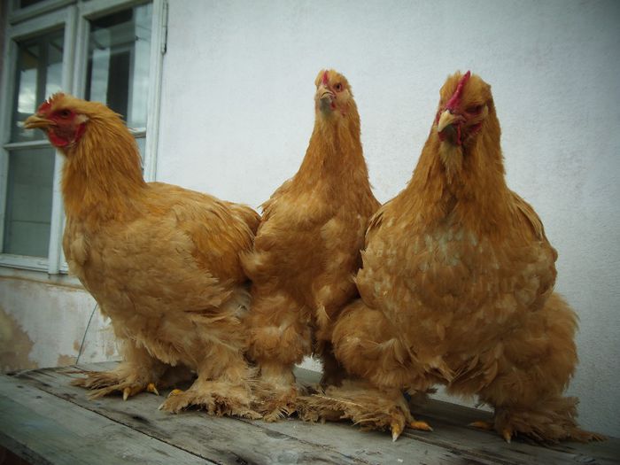 P1050060 - Cochina Galben