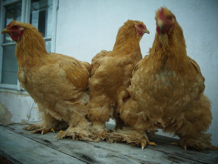 P1050061 - Cochina Galben