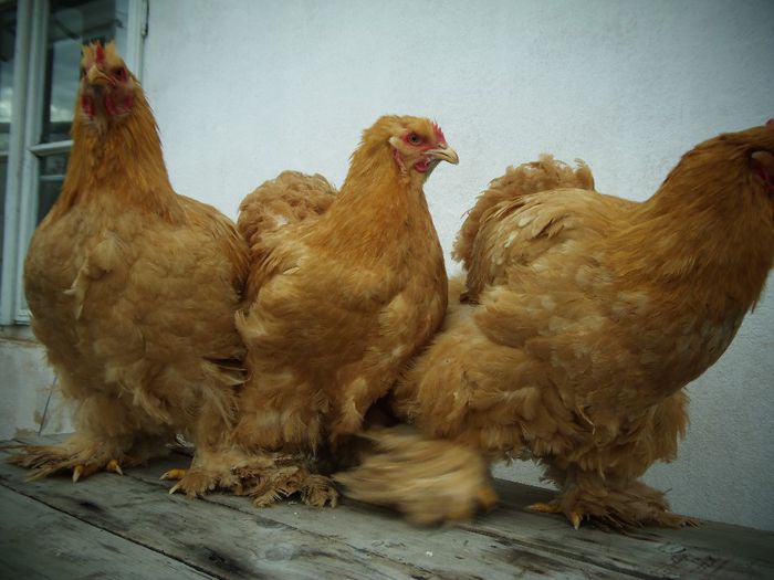 P1050063 - Cochina Galben