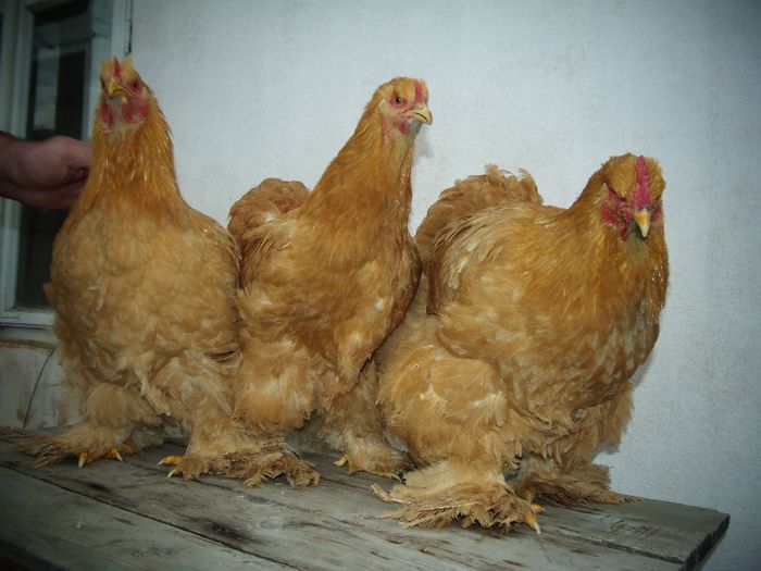 P1050065 - Cochina Galben