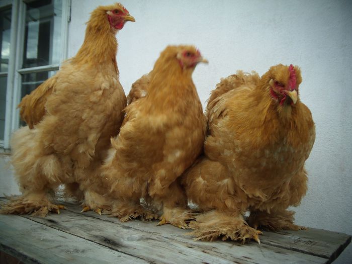 P1050067 - Cochina Galben