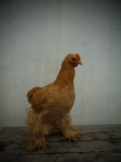 P1050082 - Cochina Galben