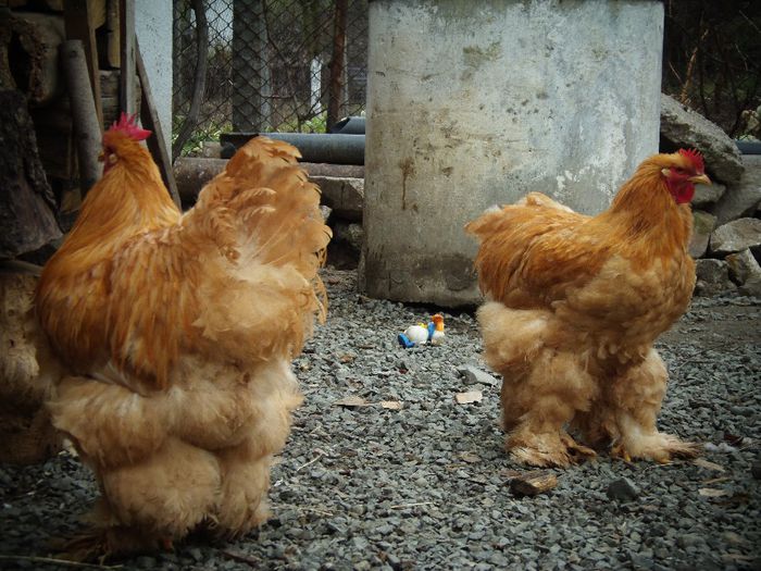 P1050101 - Cochina Galben