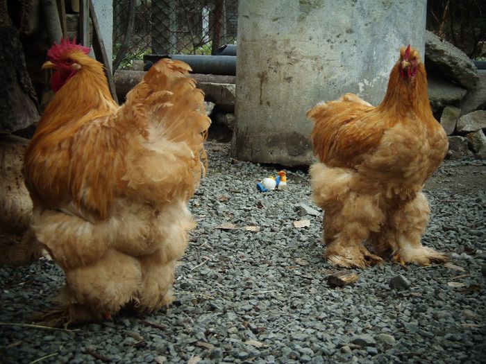 P1050103 - Cochina Galben