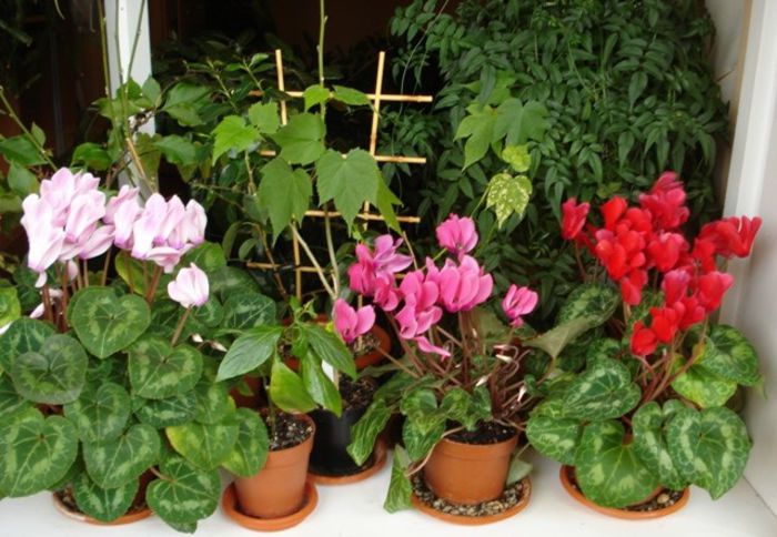 inflorire de iarna (1) - cyclamen