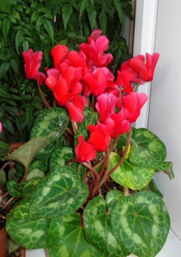 inflorire de iarna (2) - cyclamen