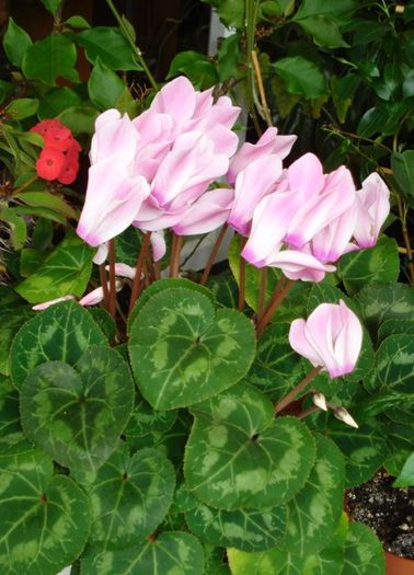 inflorire de iarna (4) - cyclamen