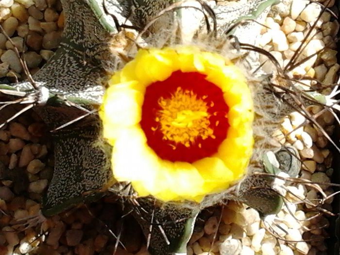 2013-09-04 15.02.20 - cactusi si suculente 3
