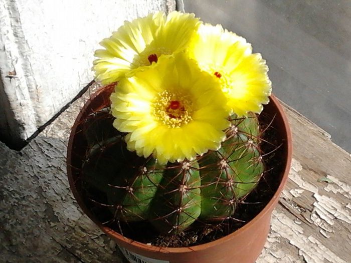 2013-09-10 15.43.50 - cactusi si suculente 3