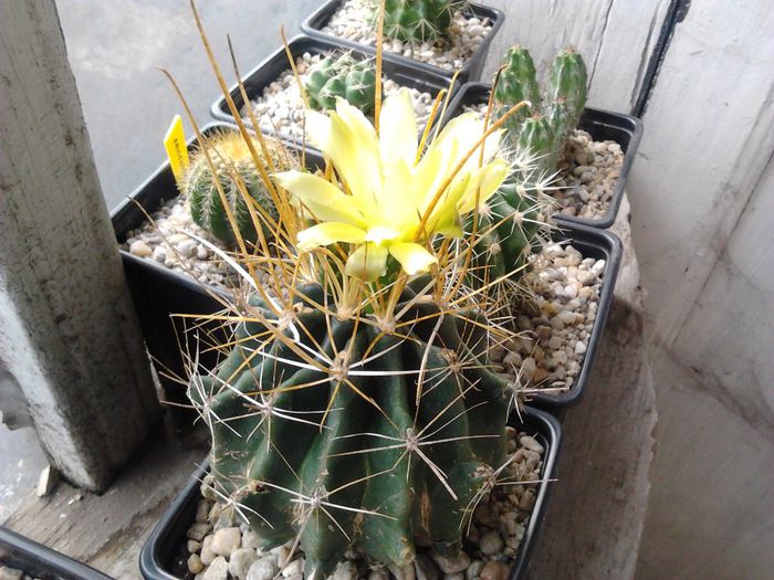 2013-09-23 14.29.27 - cactusi si suculente 3