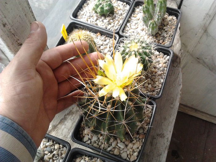 2013-09-23 14.29.52 - cactusi si suculente 3