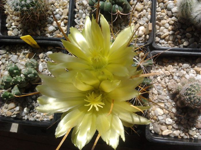 2013-09-25 13.00.54 - cactusi si suculente 3