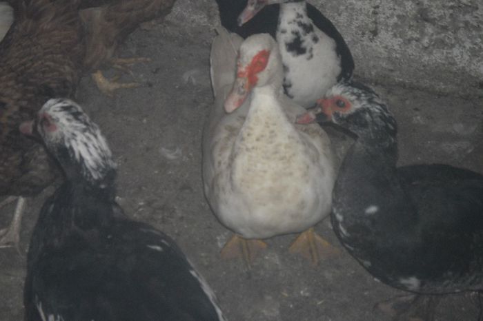 SAM_1873 - cochinchina pitic