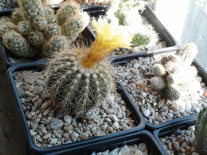 unnamed (1) - cactusi si suculente 3