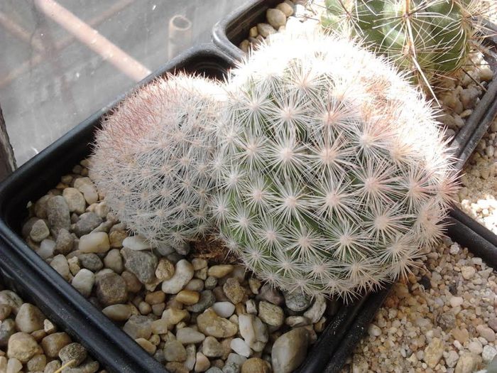 unnamed (5) - cactusi si suculente 3